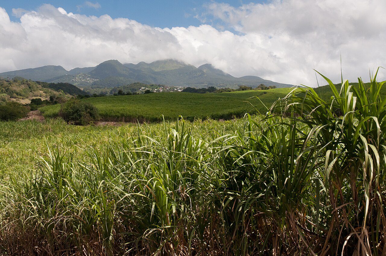 Things to do around Baie-Mahault: sugar cane field and La Soufrière volcano, Guadeloupe
